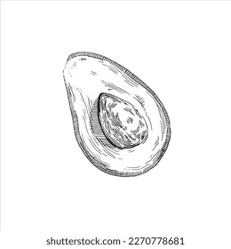 Avocado vector drawing. Hand drawn berry on white background. Summer fruits engraved style illustration. Great for labels, posters, prints.