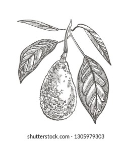 Avocado. Vector hand drawn illustrations. Tropical summer fruit engraved style illustration.