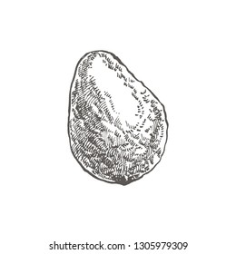 Avocado. Vector hand drawn illustrations. Tropical summer fruit engraved style illustration.