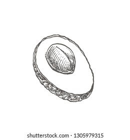Avocado. Vector hand drawn illustrations. Tropical summer fruit engraved style illustration.