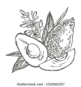 Avocado. Vector hand drawn illustrations. Tropical summer fruit engraved style illustration.