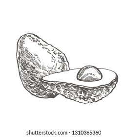 Avocado. Vector hand drawn illustrations. Tropical summer fruit engraved style illustration.