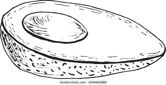 Avocado Vector Hand Drawn. Avocado Sketch. Tropical fruit engraved style illustration. Food drawing