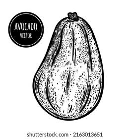 Icono vector aguacate. Esbozo dibujado a mano de fruta fresca del jardín. Todo el aguacate en el tallo. Alimentos naturales saludables, contorno exótico de verduras. Ilustración botánica aislada en blanco