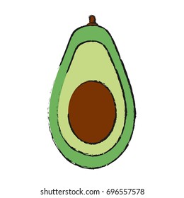 avocado vector illustration