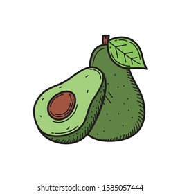 Avocado vector illustration with colored hand drawn style isolated on white background 