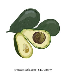 Avocado vector  illustration. Food background.