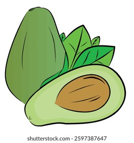 Avocado, vector illustration of avocado with green leaves