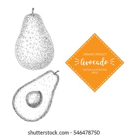 Avocado vector illustration. Hand-drawn design element. A fruit drawn in vintage style