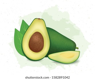 avocado vector illustration on white background