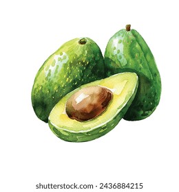 avocado vector illustration in watercolour style