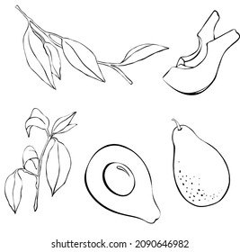Avocado Vektorgrafiken im Doodle-Stil. Vegitäre Menüs. Illustrationen von Avocado für Karten, Hochzeitseinladungen und Menüs.