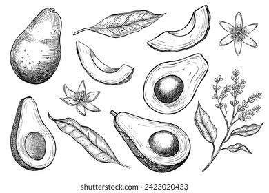 Avocado vector illustrations. Hand drawn set of drawings in linear style. Sketch of fruits painted by black inks on isolated background in linear style. Monochrome engraving with slices for food label