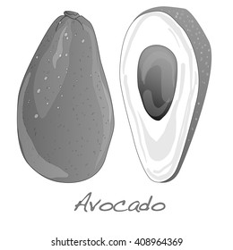 Avocado vector isolated on white