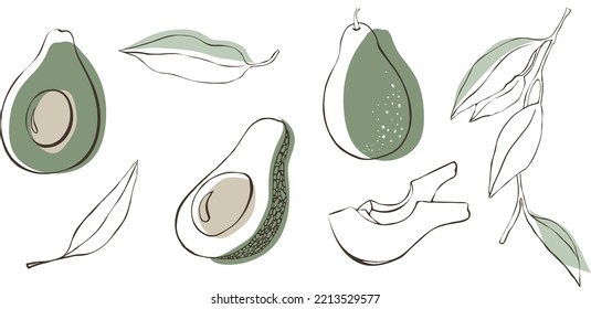 Juego de vectores de aguacate. aguacate entero, aguacate rebanado, mitad y hoja. Estilo de ilustración de fruto tropical estival grabado.