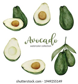 Avocado watercolor collection design with Fruit and Leaf with branch,  Drawing set  Flat Design Vector Illustration