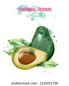 Avocado watercolor Vector. Delicious colorful designs isolated