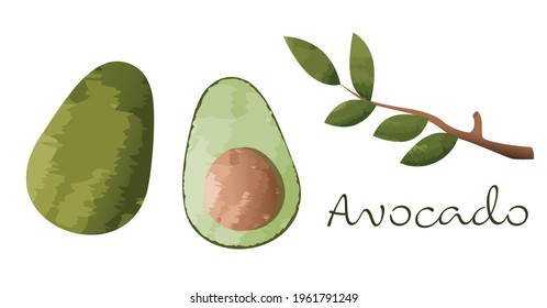 avocado in watercolor vector style with leaves on a branch
