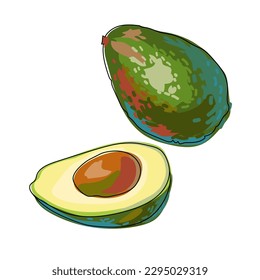 Avocado whole fruit and cut in half. Hand drawn colorful avocado. Sketch style with outline. Cartoon. Vector illustration isolated on a blue background.