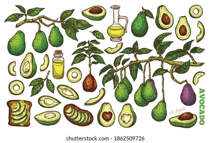 Avocado whole, half and sliced fruit vector colored set isolated on white background. Avocado growth, branches with leaves and oil. Healthy vegetarian and ketogenic diet, sketch hand drawn food