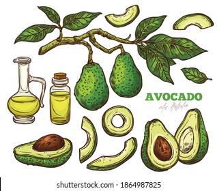 Avocado, ganz, halb und geschnitten, Vektorgrafik-Set einzeln auf weißem Hintergrund. Avocado Zweige mit Blättern und Öl. Gesunde vegetarische und ketogene Ernährung, handgezeichnete Skizze