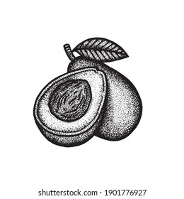Avocado. Whole and slice avocados with seed vintage engraving style drawing isolated on white background. Avocados retro style dotted sketch drawn illustration. Part of set. 