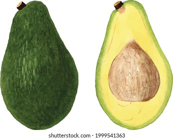 Conjunto de vectores de ilustraciones de fruto de aguacates