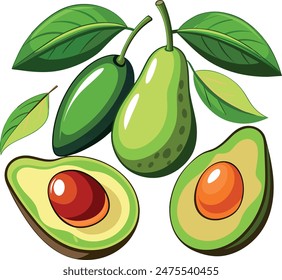 Avocados fruit set isolated vector on white background