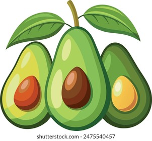 Avocados fruit set isolated vector on white background