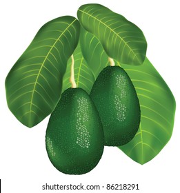 Avocados on a branch with leaves. Isolated on white background.  Vector illustration.