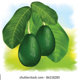 Aguacate Arbol Ilustraciones Imagenes Y Vectores De Stock Shutterstock