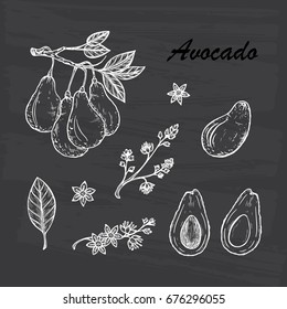 Avocados Vector set: Branches with leaves and fruit. Blossoming Avocado. Leaves, Flowers, Tropical Fruits. Black and white Hand drawn illustration