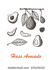 Avocados Vector set. Hass avocado or Bilse avocado variety. California tropical fruit. Black and white Hand drawn illustration
