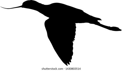 Avocet Bird Silhouette Vector Style