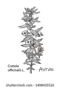 Avran Cratiola officinalis , medicinal plant. Hand drawn botanical vector illustration