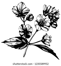 Awesome jasmin flowers frame. vector illustration, Hand drawn ink illustration