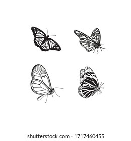 白蝶 の画像 写真素材 ベクター画像 Shutterstock