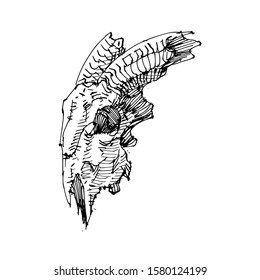 Awesome Sketch Goat Skull Vector Artwork 