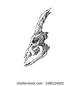 Awesome Sketch Goat Skull Vector Artwork 