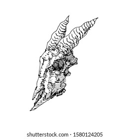 Awesome Sketch Goat Skull Vector Artwork 