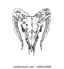 Awesome Sketch Goat Skull Vector Artwork 