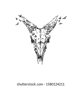 Awesome Sketch Goat Skull Vector Artwork 