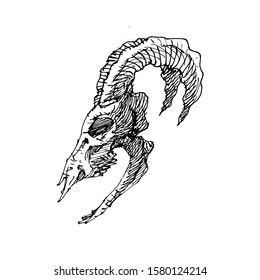 Awesome Sketch Goat Skull Vector Artwork 