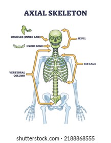 Axial skeleton parts with human skeleton skull and ribs outline diagram. Labeled educational scheme with head, trunk and vertebrate bones location vector illustration. Anatomy with hyoid and