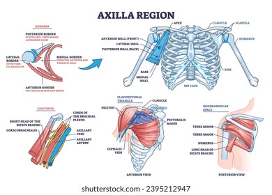 Axilla region anatomy with skeletal or muscular structure outline diagram. Labeled educational medical scheme with borders, contents, clavipectoral triangle and quadrangular space vector illustration