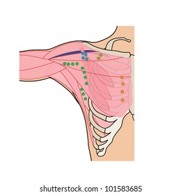 Axillary lymph nodes