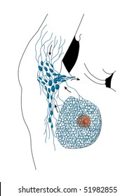 Axillary lymph nodes