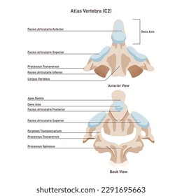 Axis. The second cervical vertebra of a spine. Front and back view of spinal column part. Anatomical structure educational banner. Flat vector illustration