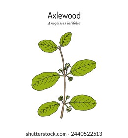 Axlewood (Anogeissus latifolia), edible and medicinal plant. Hand drawn botanical vector illustration