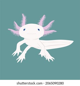 Axolotl, Ambistoma mexicanum is a unique salamander that is related ti tiger salamander. It is also well known as a pet around the globe